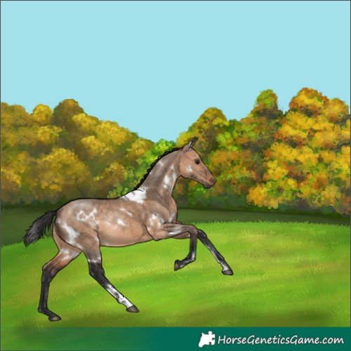 Horse Color:White Spotted Brown Dun Rabicano 