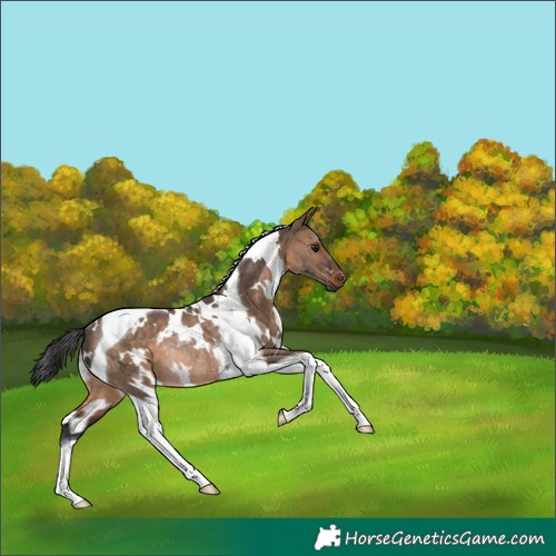 Horse Color:White Spotted Brown Dun Tobiano Rabicano 