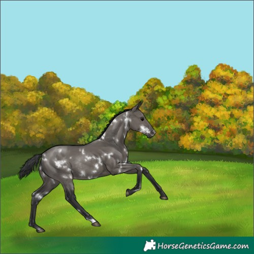 Horse Color:White Spotted Grullo Rabicano 