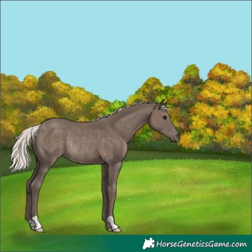 Horse Color:Silver Black Rabicano 