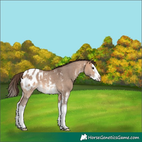 Horse Color:Bay Dun Sabino Splash Appaloosa 