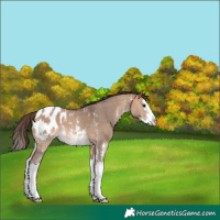 Horse Color:Bay Dun Sabino Splash Blanket