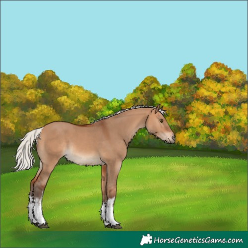 Horse Color:White Spotted Silver Bay Dun Rabicano 