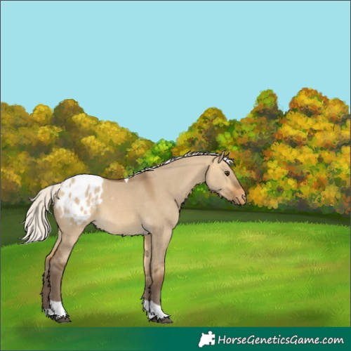 Horse Color:Silver Buckskin Dun Tobiano Appaloosa 