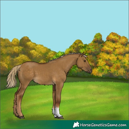 Horse Color:Chocolate Palomino Dun Tobiano Rabicano 