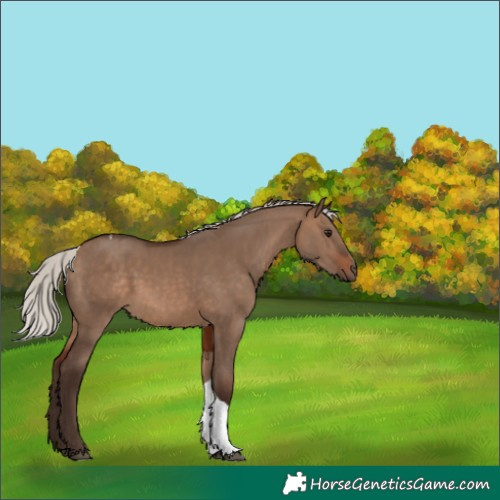Horse Color:Silver Brown Dun Tobiano 