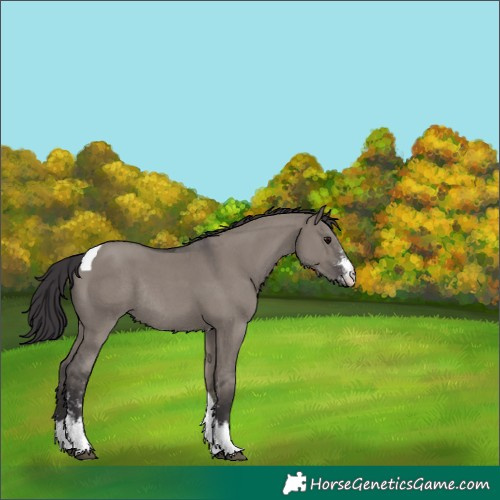 Horse Color:Smoky Grullo Sabino Tobiano Rabicano 