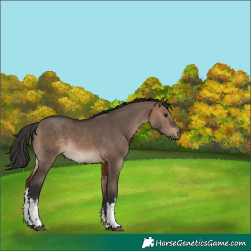 Horse Color:White Spotted Brown Dun Rabicano 