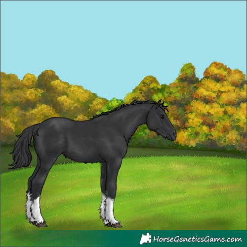 Horse Color:White Spotted Black Tobiano 
