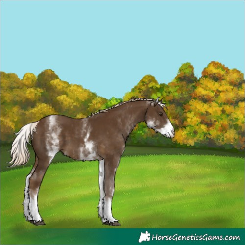 Horse Color:White Spotted Chocolate Palomino Tobiano 