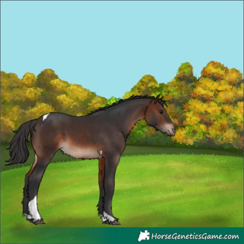 Horse Color:Brown Tobiano 