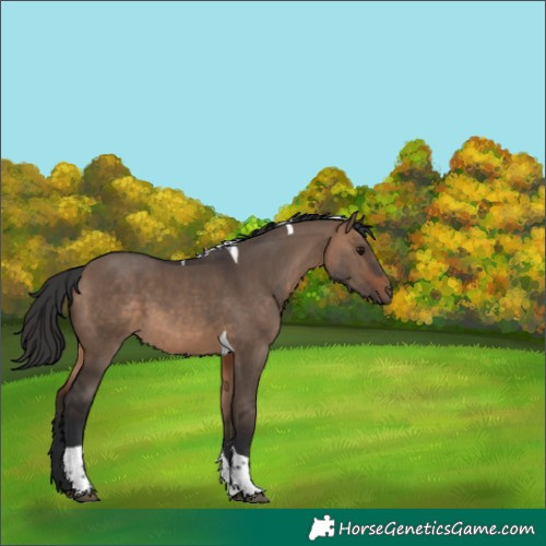 Horse Color:Brown Dun Tobiano 