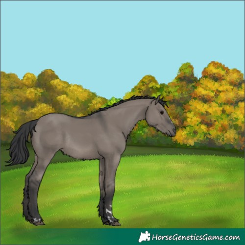 Horse Color:Grullo Rabicano 