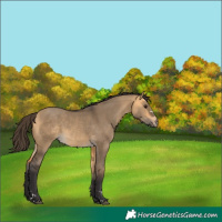 Horse Color:Buckskin Dun