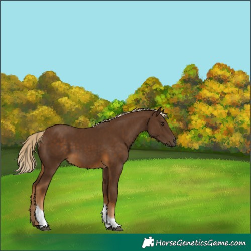 Horse Color:Chocolate Palomino Tobiano 