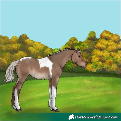 Horse Color:Silver Brown Dun Tobiano 