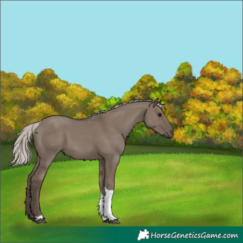 Horse Color:White Spotted Silver Grullo Tobiano 