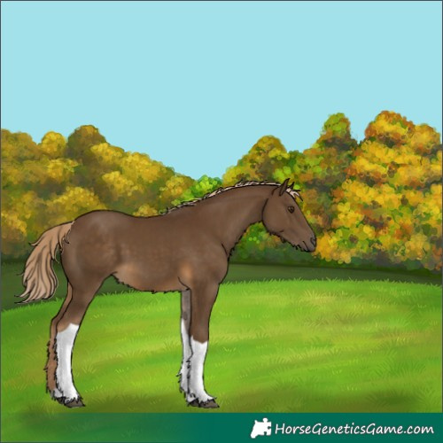 Horse Color:Chocolate Palomino Tobiano 