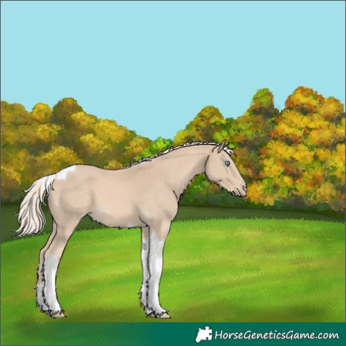 Horse Color:Cremello Tobiano 