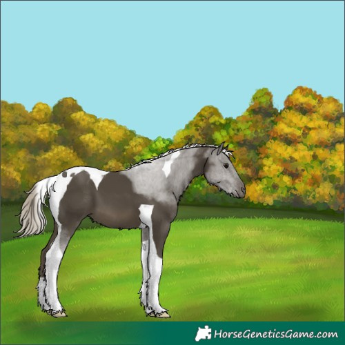 Horse Color:Silver Smoky Black Tobiano 