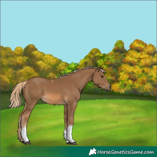 Horse Color:Chocolate Palomino Tobiano 