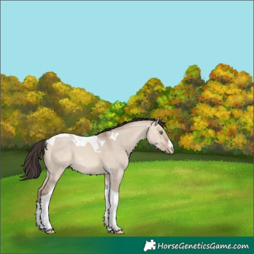 Horse Color:White Spotted Sable Champagne Dun Tobiano 