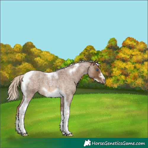 Horse Color:Chocolate Palomino Roan Tobiano Frame 