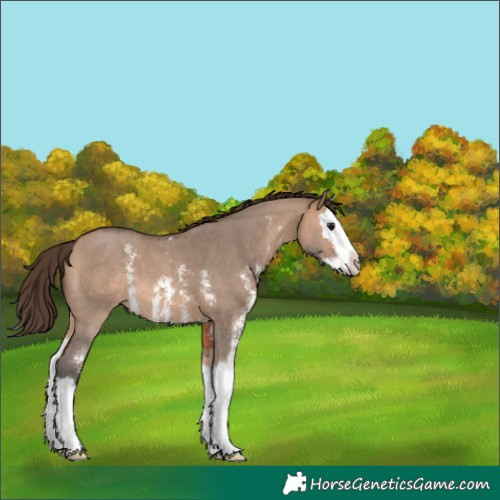 Horse Color:Bay Dun Sabino Splash Appaloosa 