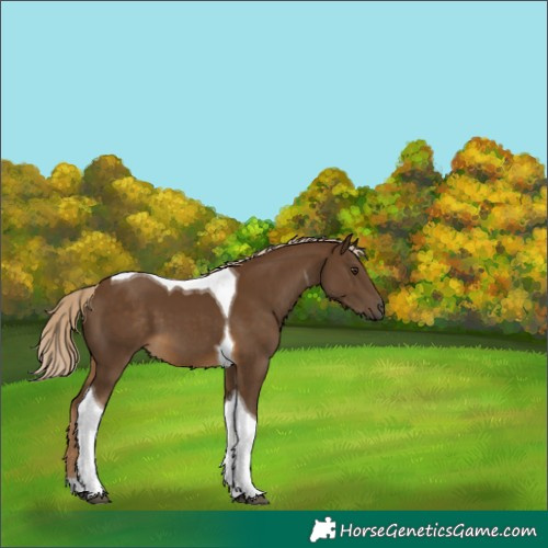 Horse Color:Chocolate Palomino Tobiano 