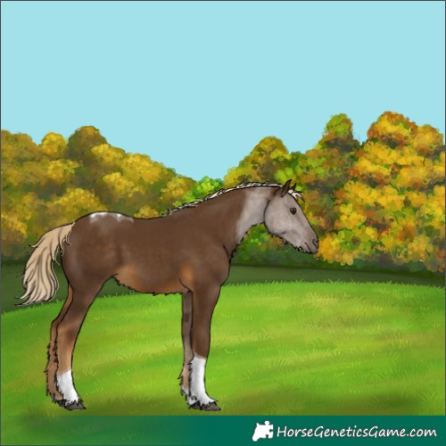 Horse Color:Chocolate Palomino Tobiano 