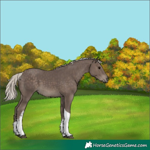 Horse Color:White Spotted Silver Black Tobiano 