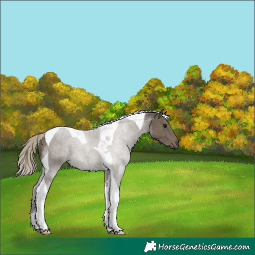 Horse Color:Silver Smoky Black Tobiano 