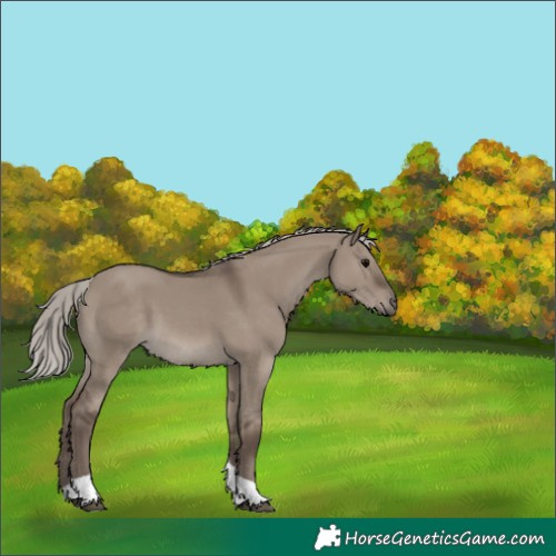 Horse Color:White Spotted Silver Grullo Tobiano 
