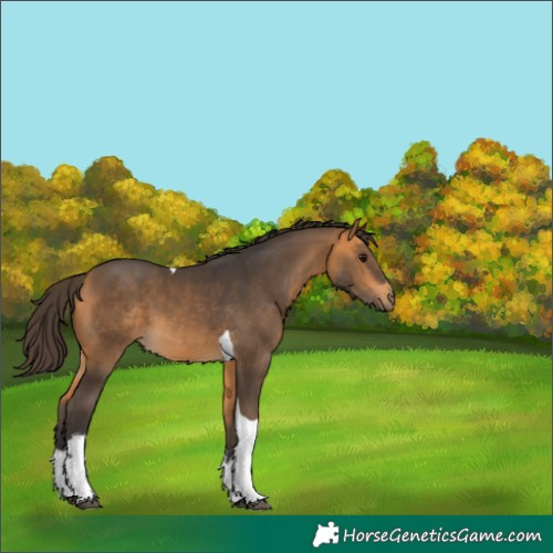 Horse Color:White Spotted Buckskin Tobiano 