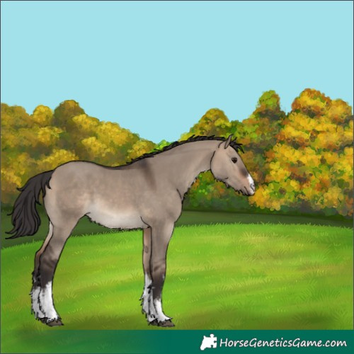 Horse Color:White Spotted Brown Dun 