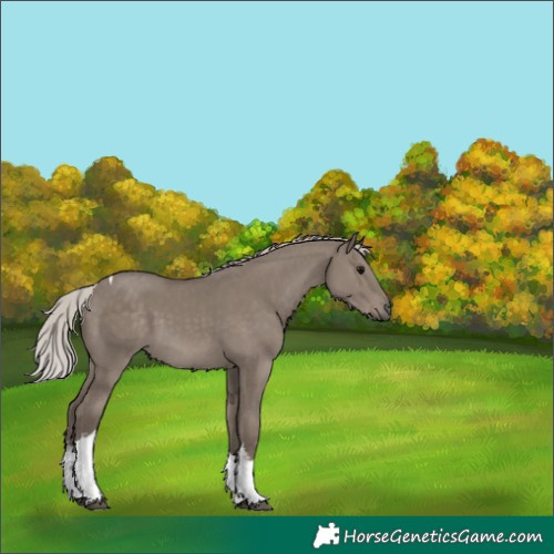 Horse Color:White Spotted Silver Grullo Tobiano 
