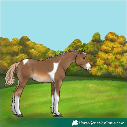 Horse Color:White Spotted Chocolate Palomino Tobiano 
