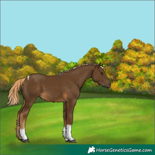 Horse Color:White Spotted Chocolate Palomino Tobiano 