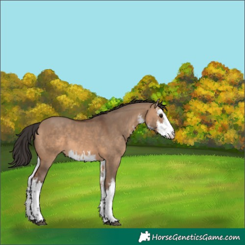 Horse Color:White Spotted Brown Dun 