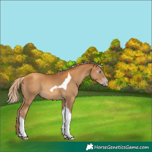 Horse Color:Gray Gold Cream Champagne Tobiano 