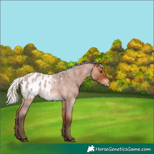 Horse Color:Silver Bay Roan Appaloosa Rabicano 