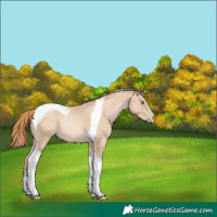 Horse Color:Smoky Black Pearl Tobiano