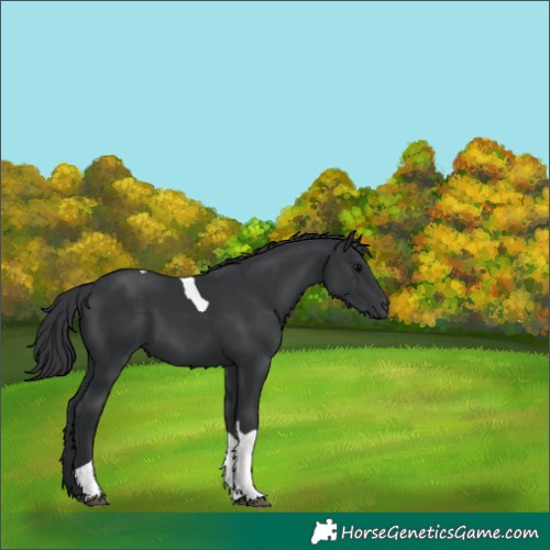 Horse Color:Black Tobiano 