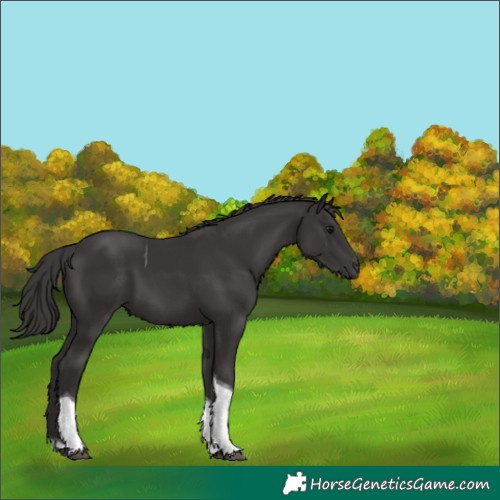 Horse Color:Smoky Black Tobiano 