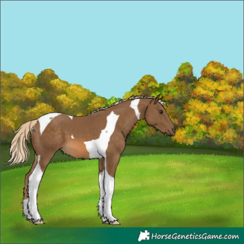 Horse Color:Chocolate Palomino Tobiano 