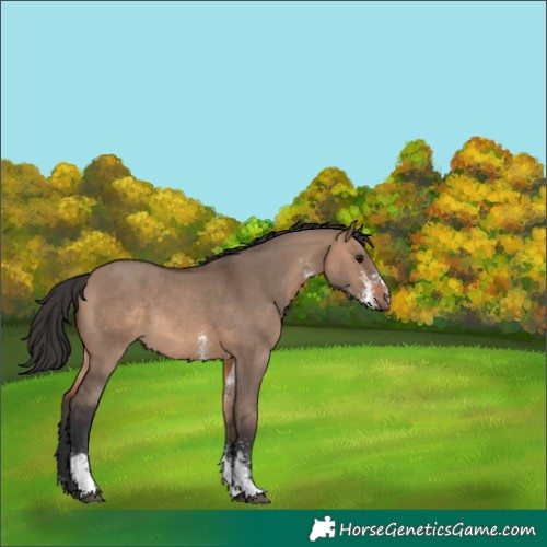 Horse Color:Brown Dun Sabino Rabicano 