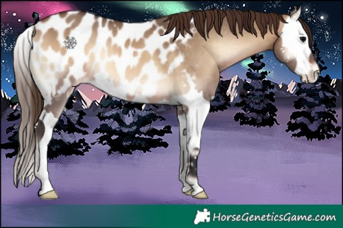 Horse Color:Brown Onyx Splash Appaloosa