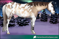 Horse Color:Brown Onyx Splash Appaloosa 