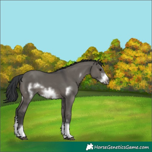 Horse Color:White Spotted Grullo Frame 