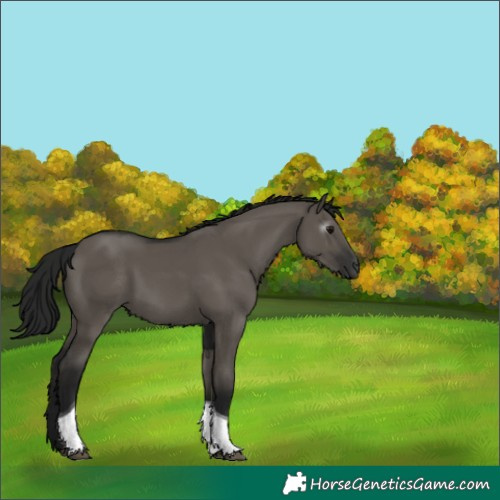 Horse Color:Gray Smoky Grullo Sabino Tobiano Rabicano 